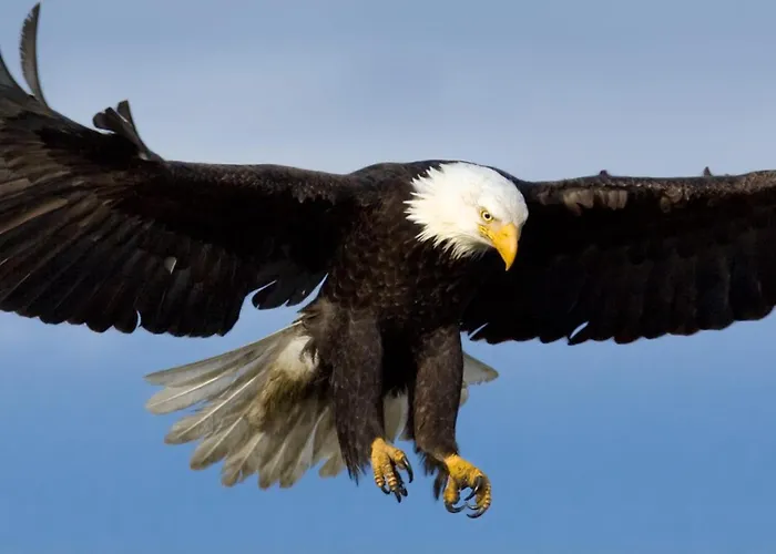 Eagles Land