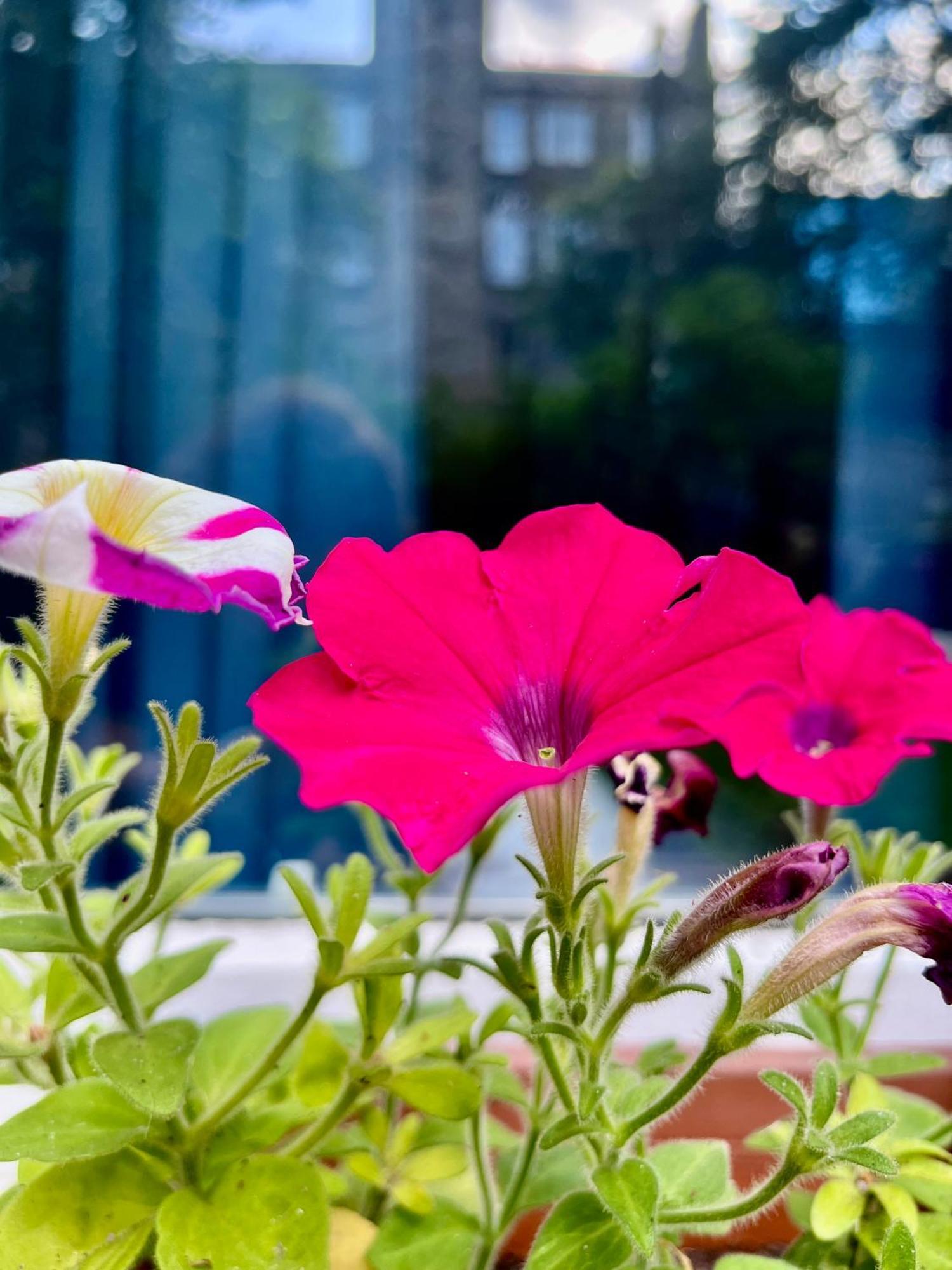 Garden Flat *