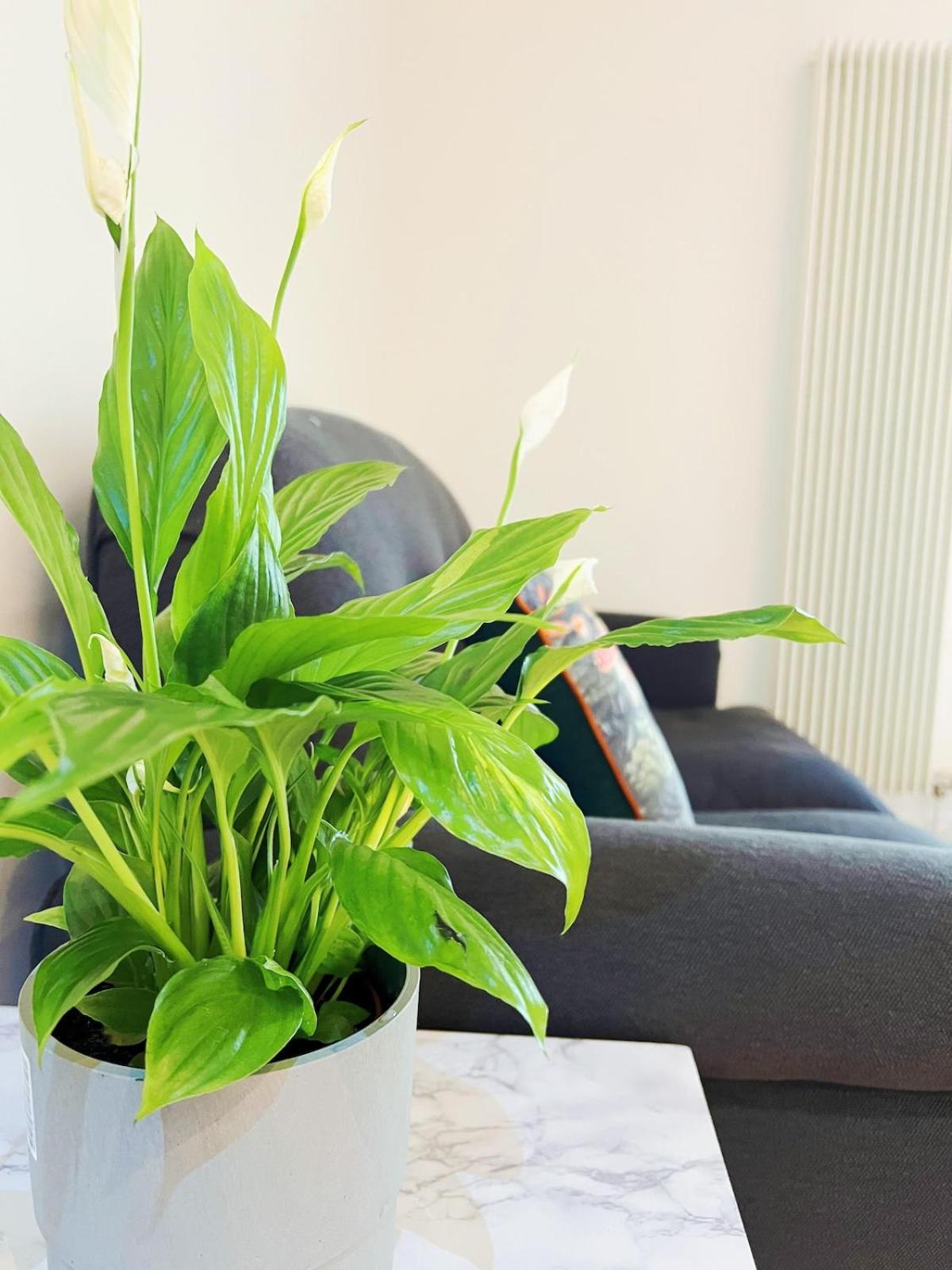 Apartment Luxury At